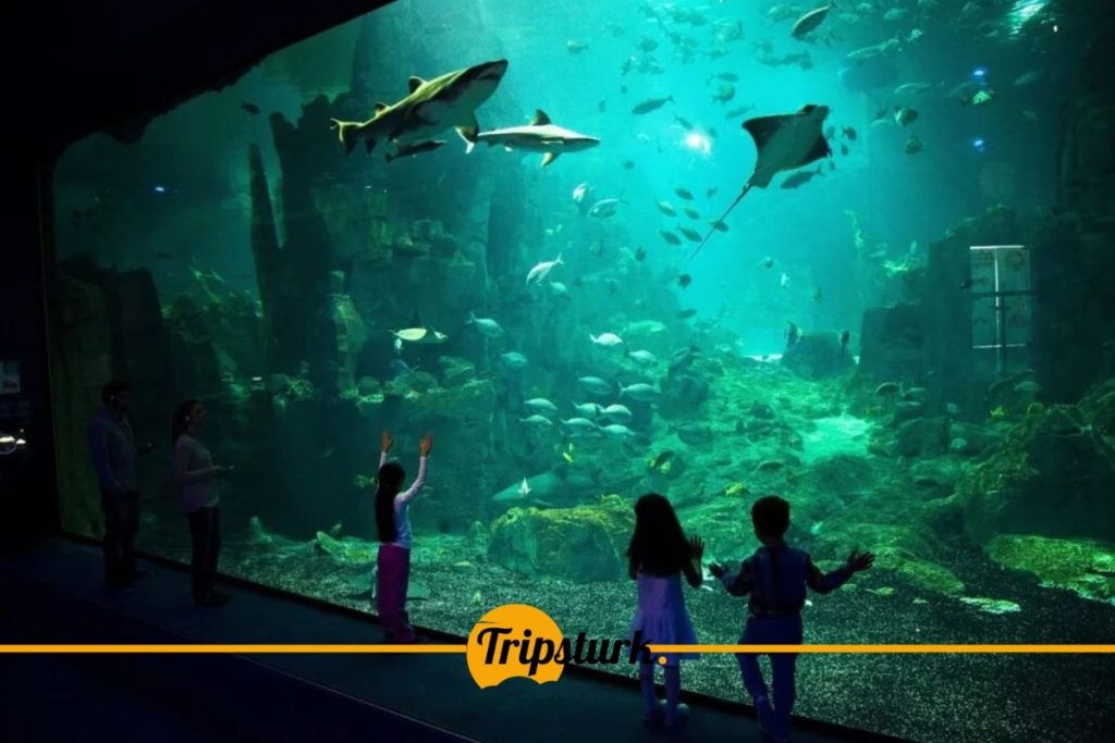 فلوريا اكواريوم اسطنبول ​